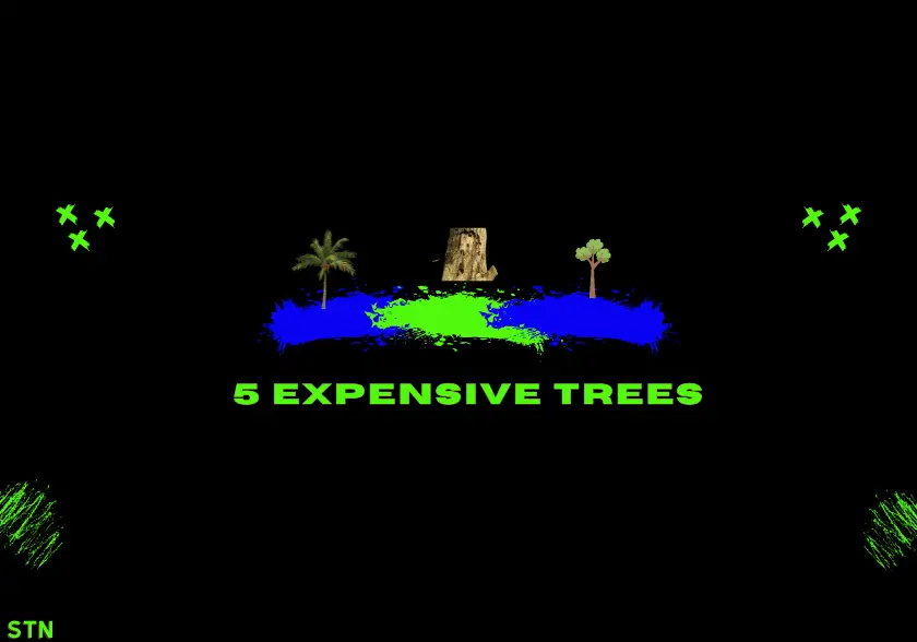 most expensive trees