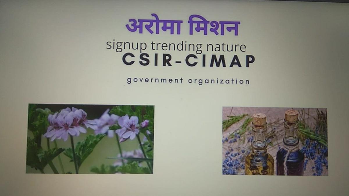 'Video thumbnail for CSIR Aroma mission geranium free plants'