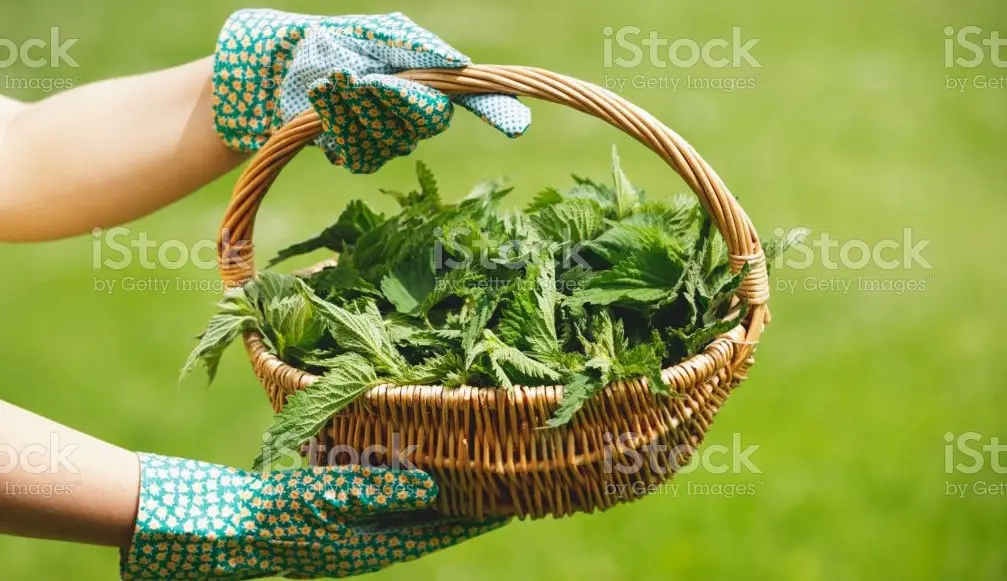 how to hold stinging nettle