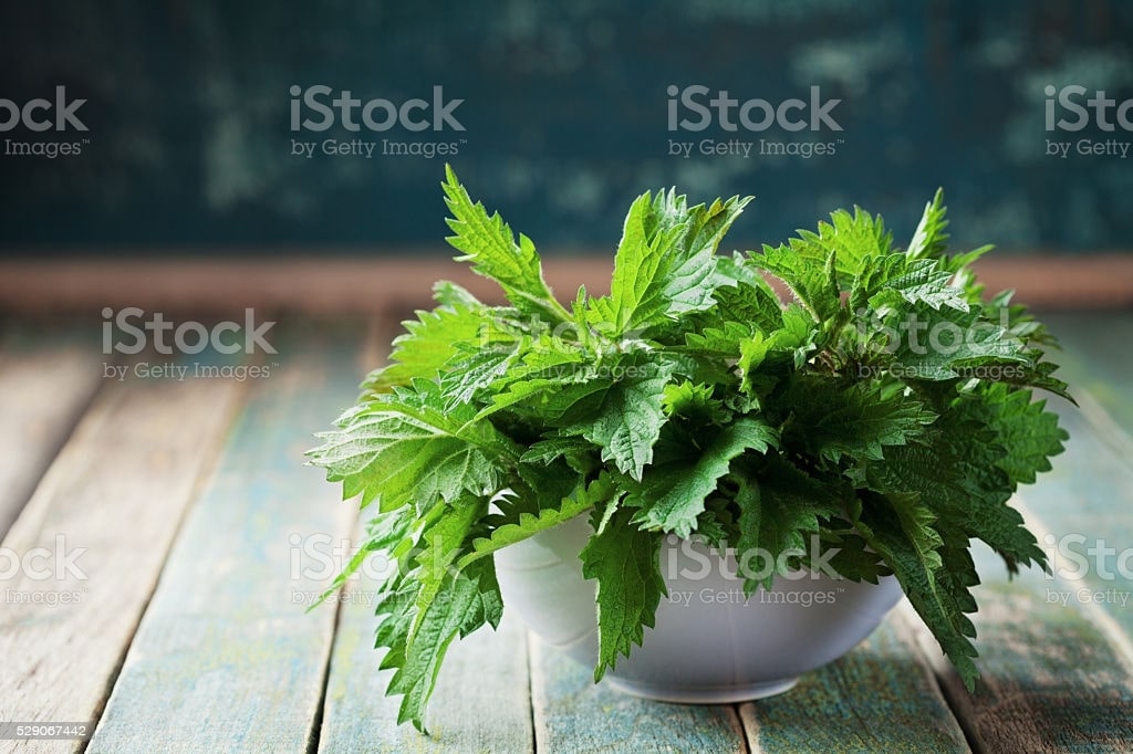 kandali plant in a pot
