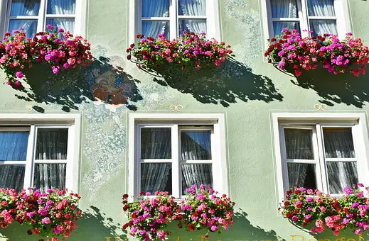 geranium as a ornamental plant