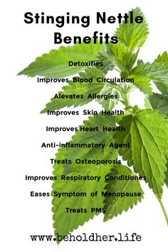 benefits of stinging nettle