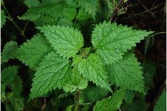 kandali/stinging nettle