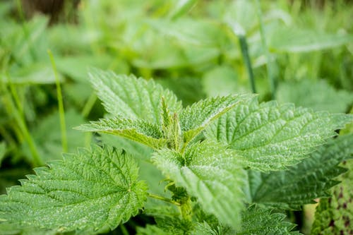 stinging nettle image