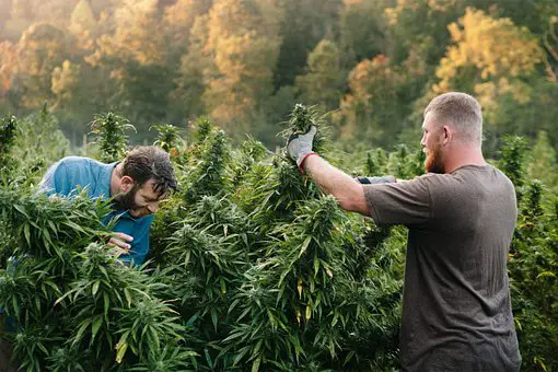  harvesting hemp