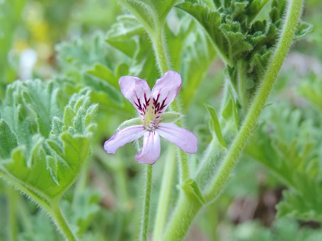 scented geranium