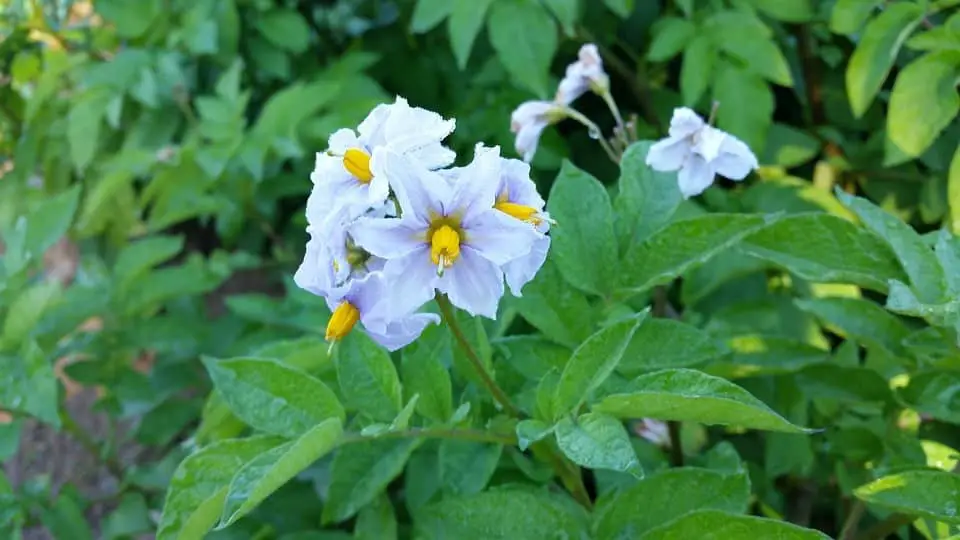 potato flowers 