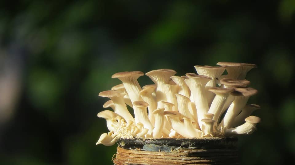 mushroom training