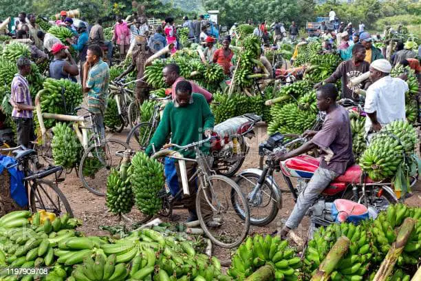 banana market