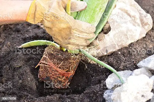 planting aloe vera