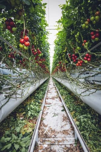 aquaponics vertical farming