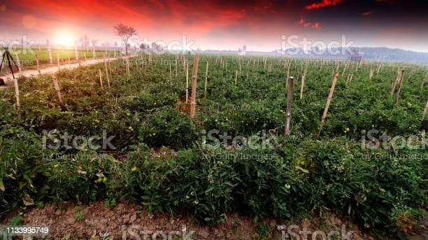 tomato farm