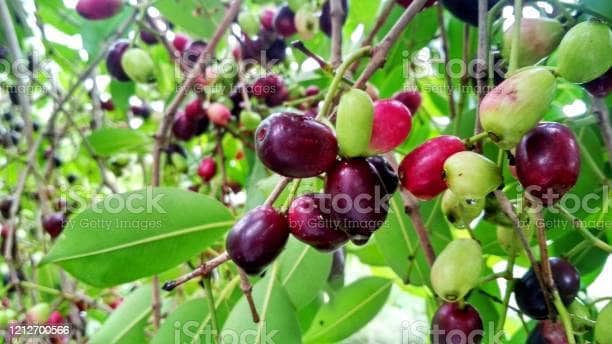 jamun tree