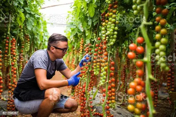 tomato farming profit in India