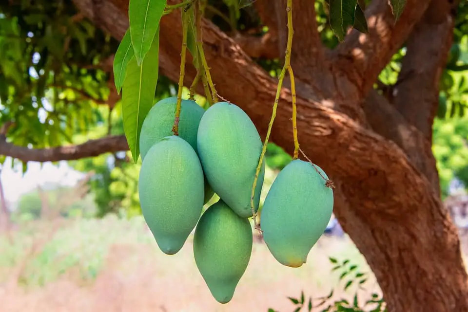 amrapali mango