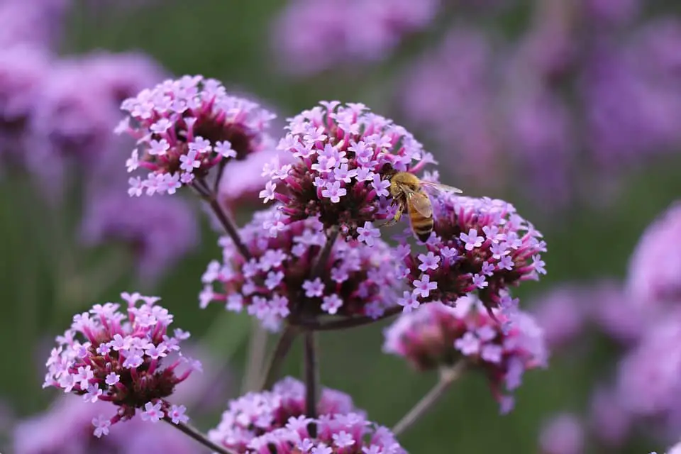 vanilla pollination bee