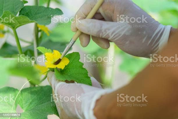 hand pollination