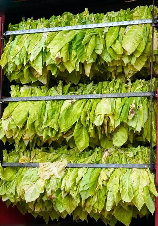 tobacco harvesting