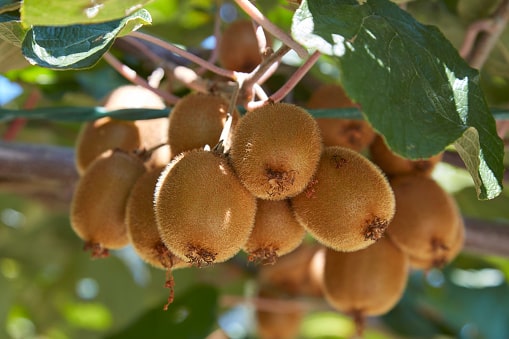 kiwi fruit tree