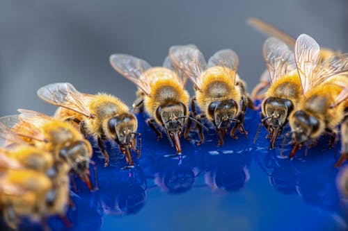 honey bee farming