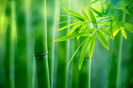 bamboo green sticks