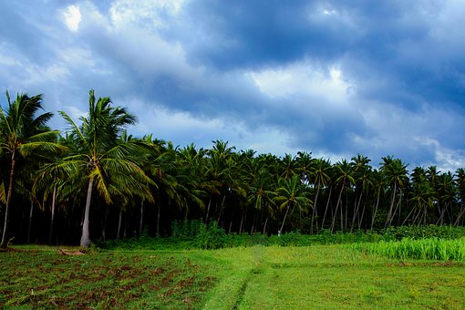 coconut farming profit