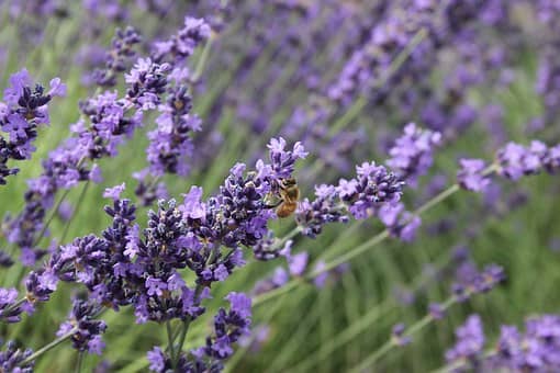 lavender farm