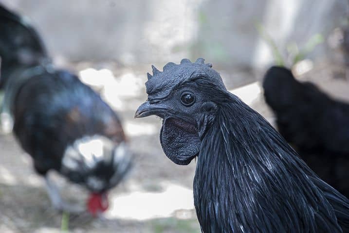 black bird kadaknath chicken