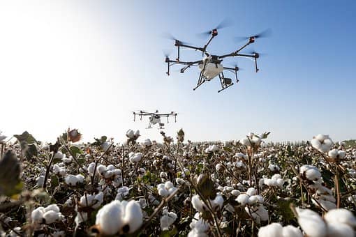 cotton farm in india