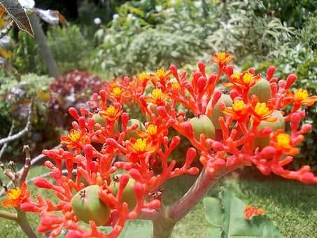 jatropha plant