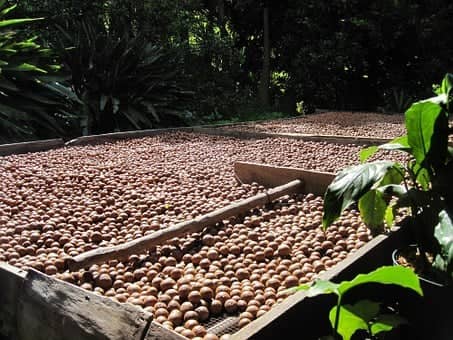 organic macadamia nuts