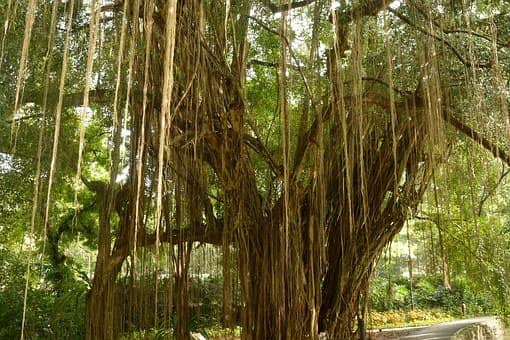 banian tree 