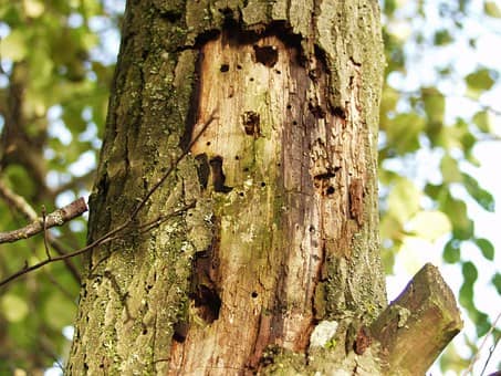 agarwood tree