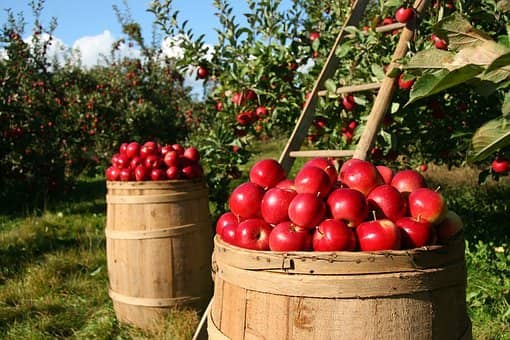 apple farm usa