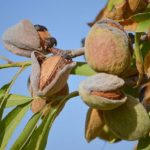 almond tree profit per acre