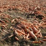 carrot farming profit