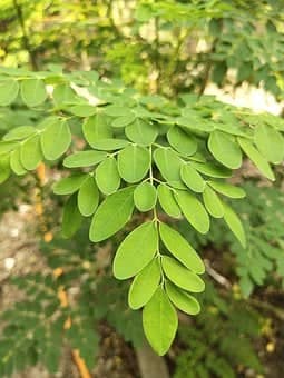 drumstick leaves