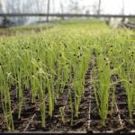 garlic farming profit per acre