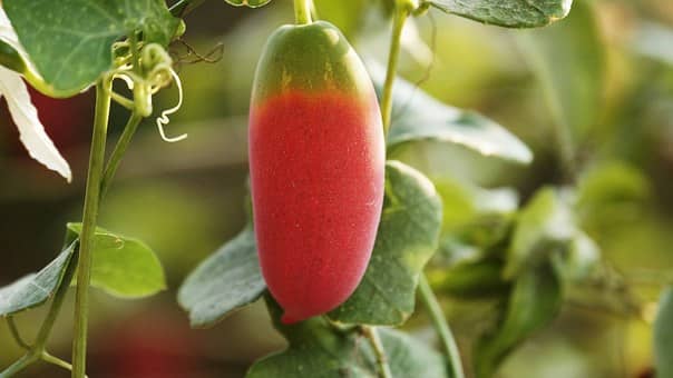 ivy gourd plant