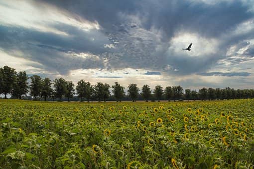 sunflower farm