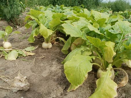 turnip plant