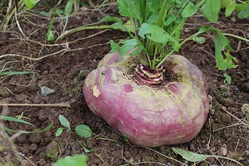 turnip vegetable