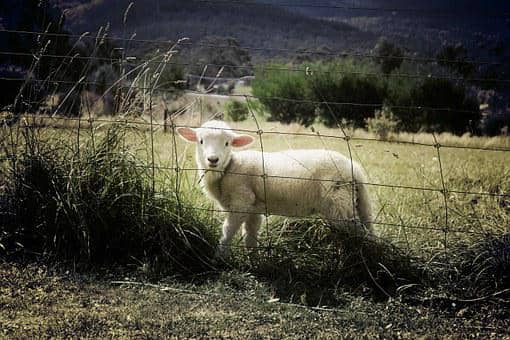 livestock fence