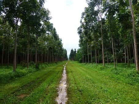 mahogany trees