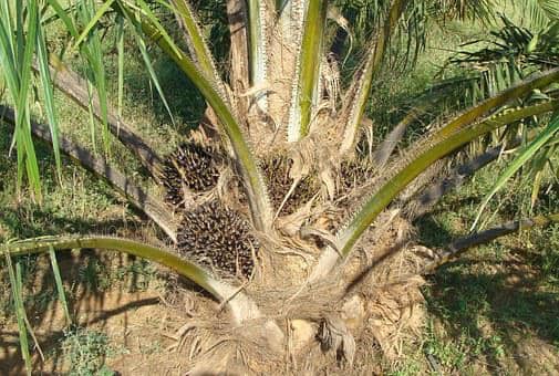 oilpalm tree