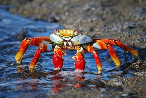 crab farming profit