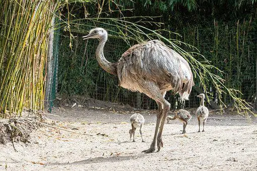 emu bird farming in india 1