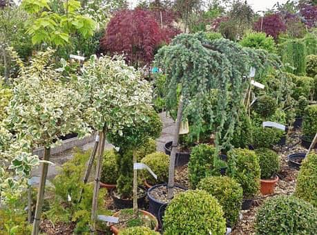 plant nursery near me