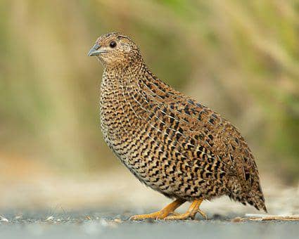 quail bird image 1