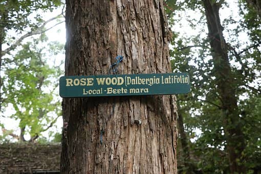 rosewood tree profit